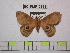  (Automerina valoides - BC-FMP-0769)  @14 [ ] Copyright (2010) Unspecified Research Collection of Frank Meister