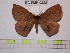  (Periga cutervensis - BC-FMP-0822)  @14 [ ] Copyright (2010) Unspecified Research Collection of Frank Meister