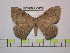  (Periga falcpotensis - BC-FMP-0829)  @13 [ ] Copyright (2010) Unspecified Research Collection of Frank Meister