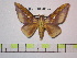  (Adelowalkeria eugenicolombiana - BC-FMP-0875)  @13 [ ] Copyright (2010) Unspecified Research Collection of Frank Meister