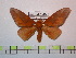  (Schausiella cuscensis - BC-FMP-0971)  @14 [ ] Copyright (2010) Unspecified Research Collection of Frank Meister