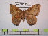  (Periga quillabambensis - BC-FMP-1074)  @14 [ ] Copyright (2010) Unspecified Research Collection of Frank Meister