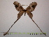  ( - BC-FMP-1137)  @13 [ ] Copyright (2010) Unspecified Research Collection of Frank Meister