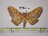  (Eacles lemairei - BC-FMP-1247)  @11 [ ] Copyright (2010) Unspecified Research Collection of Frank Meister