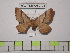  (Cercophanini - BC-FMP-1269)  @14 [ ] Copyright (2010) Unspecified Research Collection of Frank Meister