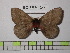 (Cerodirphia ockendeni - BC-FMP-1344)  @14 [ ] Copyright (2010) Unspecified Research Collection of Frank Meister