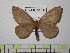  (Cerodirphia parvagans - BC-FMP-1345)  @13 [ ] Copyright (2010) Unspecified Research Collection of Frank Meister