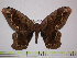  (Arsenura biundulata - BC-FMP-1424)  @14 [ ] Copyright (2010) Unspecified Research Collection of Frank Meister