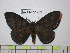 (Periphoba nigra - BC-FMP-1731)  @14 [ ] Copyright (2010) Unspecified Research Collection of Frank Meister