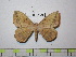  (Periga sp - BC-FMP-1790)  @11 [ ] Copyright (2010) Unspecified Research Collection of Frank Meister