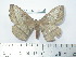  (Periga drechseli - BC-FMP-2102)  @14 [ ] Copyright (2010) Unspecified Research Collection of Frank Meister