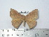  (Periga potensis - BC-FMP-2104)  @13 [ ] Copyright (2010) Unspecified Research Collection of Frank Meister