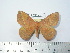  (Periga pulchra - BC-FMP-2110)  @14 [ ] Copyright (2010) Unspecified Research Collection of Frank Meister