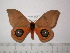  ( - BC-FMP-2436)  @13 [ ] Copyright (2011) Frank Meister Research Collection of Frank Meister