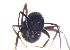  (Camponotus mus - AFSR1276)  @11 [ ] Copyright (2019) Andrés Sánchez FuEDEI