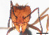  (Acromyrmex ambiguus - LCA0162)  @11 [ ] Copyright (2019) Andrés Sánchez FuEDEI