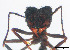  (Acromyrmex crassispinus - LCA0238)  @11 [ ] Copyright (2019) Andrés Sánchez FuEDEI