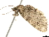  ( - BIOUG36796-G04)  @11 [ ] CreativeCommons - Attribution (2018) CBG Photography Group Centre for Biodiversity Genomics