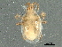  (Gaeolaelaps sp. JCS02 - BIOUG36798-G11)  @11 [ ] CreativeCommons - Attribution (2018) CBG Photography Group Centre for Biodiversity Genomics