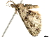  (Piercia BOLD:ADL0480 - BIOUG36800-E04)  @11 [ ] CreativeCommons - Attribution (2018) CBG Photography Group Centre for Biodiversity Genomics