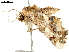  ( - BIOUG36801-C04)  @11 [ ] CreativeCommons - Attribution (2018) CBG Photography Group Centre for Biodiversity Genomics