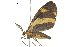  ( - BIOUG36804-A07)  @11 [ ] CreativeCommons - Attribution (2018) CBG Photography Group Centre for Biodiversity Genomics