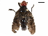  (Bromophila - BIOUG36808-F06)  @11 [ ] CreativeCommons - Attribution (2018) CBG Photography Group Centre for Biodiversity Genomics