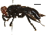  ( - BIOUG36808-F06)  @11 [ ] CreativeCommons - Attribution (2018) CBG Photography Group Centre for Biodiversity Genomics