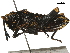  (Dictyophorini - BIOUG36809-E05)  @11 [ ] CreativeCommons - Attribution (2018) CBG Photography Group Centre for Biodiversity Genomics