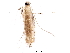  ( - BIOUG36904-A07)  @11 [ ] CreativeCommons - Attribution (2018) CBG Photography Group Centre for Biodiversity Genomics