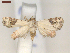  ( - CLV7362)  @11 [ ] CreativeCommons  Attribution Non-Commercial Share-Alike (2019) Carlos Lopez Vaamonde Institut National de la Recherche Agronomique, Zoologie Forestiere