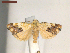 ( - CLV7368)  @11 [ ] CreativeCommons  Attribution Non-Commercial Share-Alike (2019) Carlos Lopez Vaamonde Institut National de la Recherche Agronomique, Zoologie Forestiere