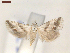  ( - CLV7372)  @11 [ ] CreativeCommons  Attribution Non-Commercial Share-Alike (2019) Carlos Lopez Vaamonde Institut National de la Recherche Agronomique, Zoologie Forestiere