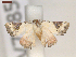  ( - CLV7385)  @11 [ ] CreativeCommons  Attribution Non-Commercial Share-Alike (2019) Carlos Lopez Vaamonde Institut National de la Recherche Agronomique, Zoologie Forestiere
