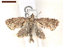  ( - CLV7418)  @11 [ ] CreativeCommons  Attribution Non-Commercial Share-Alike (2019) Carlos Lopez Vaamonde Institut National de la Recherche Agronomique, Zoologie Forestiere