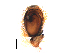  ( - BIOUG38875-A01)  @11 [ ] CreativeCommons - Attribution (2019) Unspecified Centre for Biodiversity Genomics