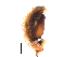  ( - BIOUG38875-A01)  @11 [ ] CreativeCommons - Attribution (2019) Unspecified Centre for Biodiversity Genomics