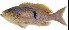  ( - ABTC87213)  @11 [ ] Copyright (2018) Unspecified CSIRO, Australian National Fish Collection