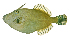  ( - ABTC138231)  @11 [ ] Copyright (2018) Unspecified CSIRO, Australian National Fish Collection