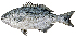  (Kyphosus sydneyanus - ABTC103343)  @11 [ ] CreativeCommons - Attribution Non-Commercial Share-Alike (2018) Unspecified CSIRO, Australian National Fish Collection