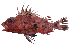  ( - ABTC94567)  @11 [ ] CreativeCommons - Attribution Non-Commercial Share-Alike (2018) Unspecified CSIRO, Australian National Fish Collection