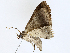  ( - BIOUG91390-F03)  @11 [ ] CreativeCommons - Attribution (2023) CBG Photography Group Centre for Biodiversity Genomics