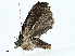  ( - BIOUG99477-F08)  @11 [ ] CreativeCommons - Attribution (2023) CBG Photography Group Centre for Biodiversity Genomics