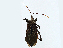  (Elasmopoda - BIOUG99477-F10)  @11 [ ] CreativeCommons - Attribution (2023) CBG Photography Group Centre for Biodiversity Genomics
