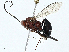  (Cryptus rubiginosus - BIOUG99478-C10)  @11 [ ] CreativeCommons - Attribution (2023) CBG Photography Group Centre for Biodiversity Genomics