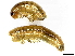  (Ommatoiulus moreleti - CBG-A00364-G10)  @11 [ ] CreativeCommons - Attribution (2023) CBG Photography Group Centre for Biodiversity Genomics