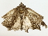  ( - BIOUG73637-F02)  @11 [ ] CreativeCommons - Attribution (2022) CBG Photography Group Centre for Biodiversity Genomics