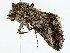  ( - BIOUG73637-F03)  @11 [ ] CreativeCommons - Attribution (2022) CBG Photography Group Centre for Biodiversity Genomics