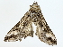  ( - BIOUG73637-F04)  @11 [ ] CreativeCommons - Attribution (2022) CBG Photography Group Centre for Biodiversity Genomics