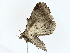 ( - BIOUG73639-A06)  @11 [ ] CreativeCommons - Attribution (2022) CBG Photography Group Centre for Biodiversity Genomics
